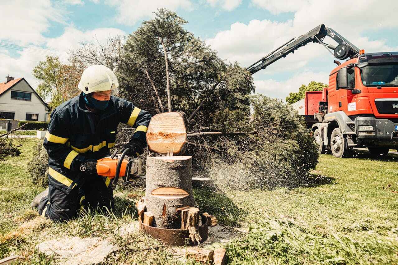 Professional Tree Service in Kiryas Joel, NY